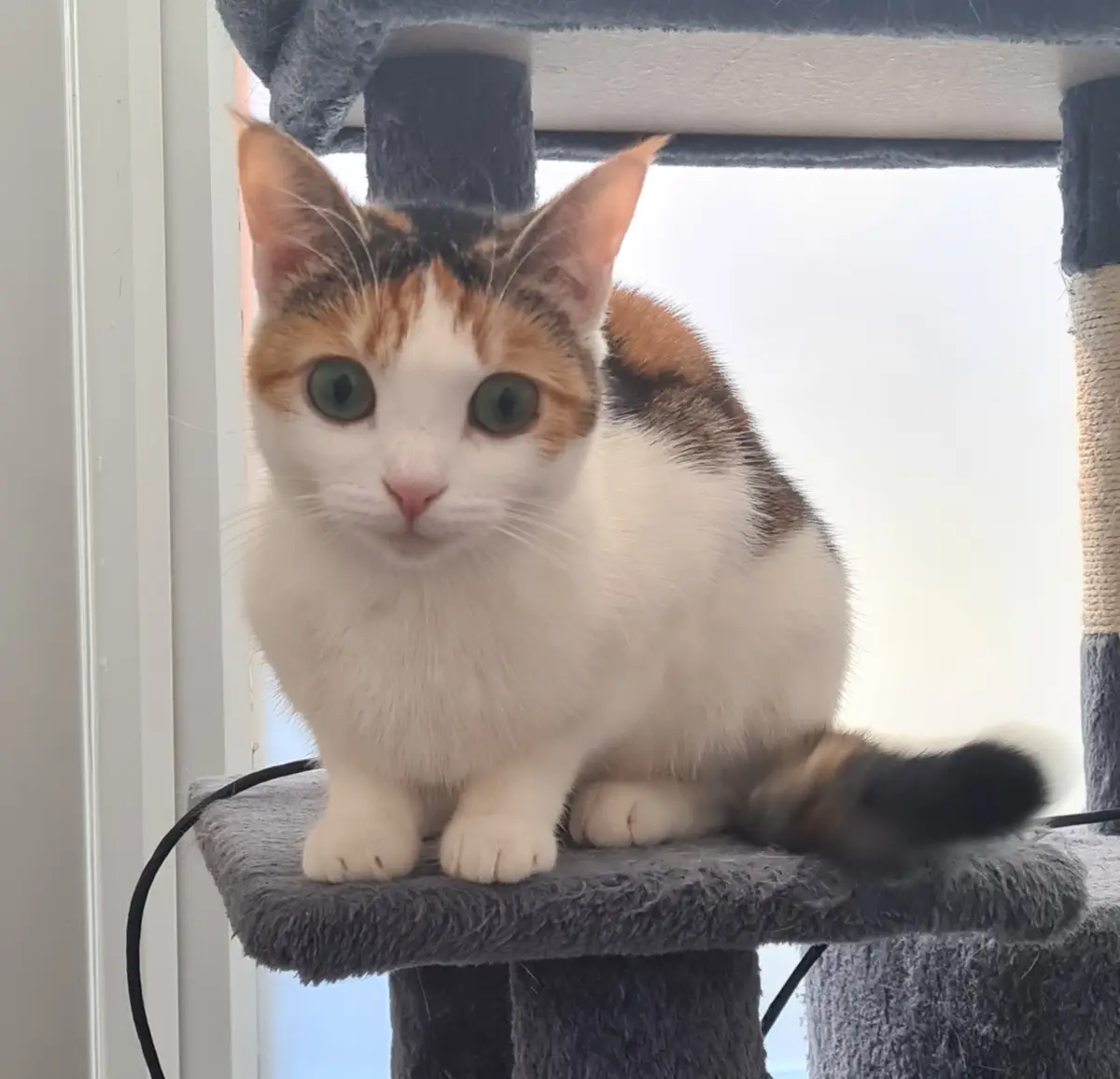 A Little Mischief: Meet Miss Chief!