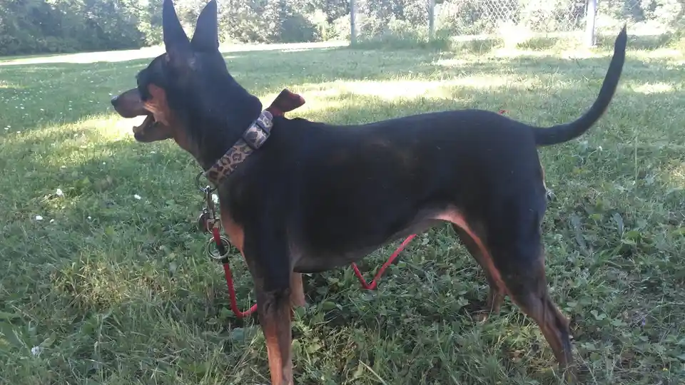 A black and tan dog, likely a Doberman Pinscher, stands in a grassy yard with its mouth open in a yawn or bark, wearing a…