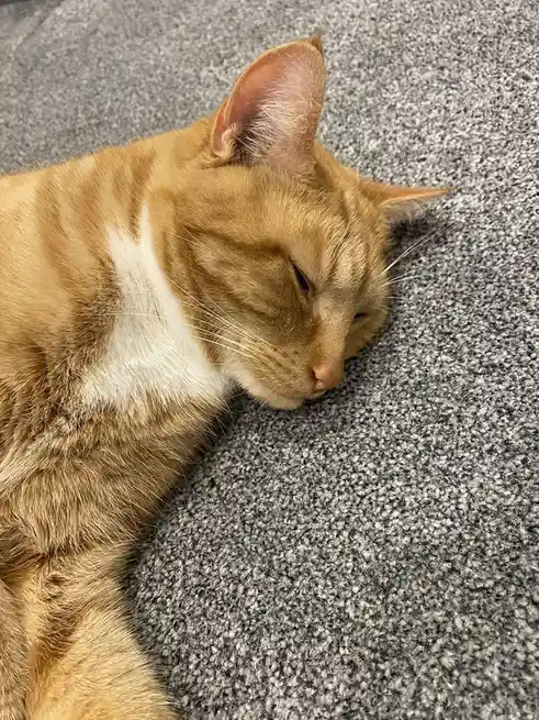 A close-up photo shows a ginger tabby cat with a white chest resting peacefully on a gray textured carpet, its eyes…