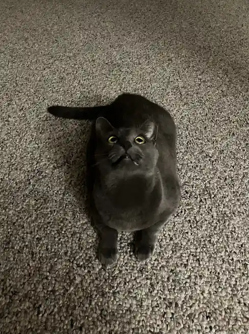 A gray cat with wide, yellow eyes stares upward from a carpeted floor, its mouth slightly open in a look of exaggerated…