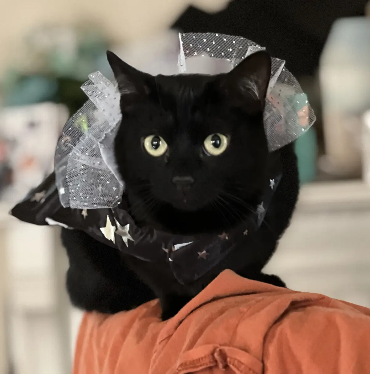 A black cat with wide, yellow eyes stares directly at the camera while wearing a sparkly white net bonnet and a black…