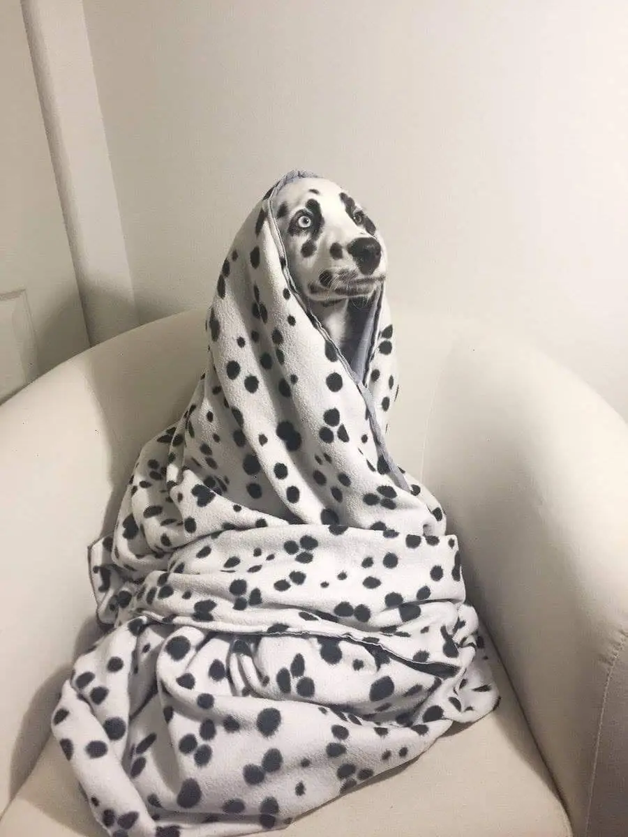 A dalmatian dog is sitting on a white couch, wrapped in a white blanket with black spots that perfectly matches its fur…