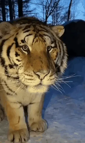 A compilation of six short video clips shows a tiger in a snowy, wooded area. The tiger initially stares directly at the…