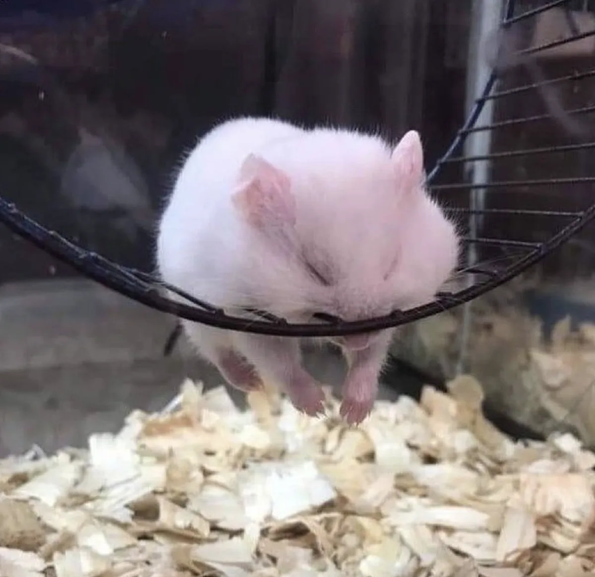 A small, fluffy white hamster is curled up and sleeping on the edge of a black wire exercise wheel inside a cage with wood…