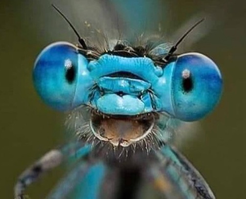 a close-up photo of a blue dragonfly's head, showing its large compound eyes, antennae, and mouthparts. Overlaid text reads…