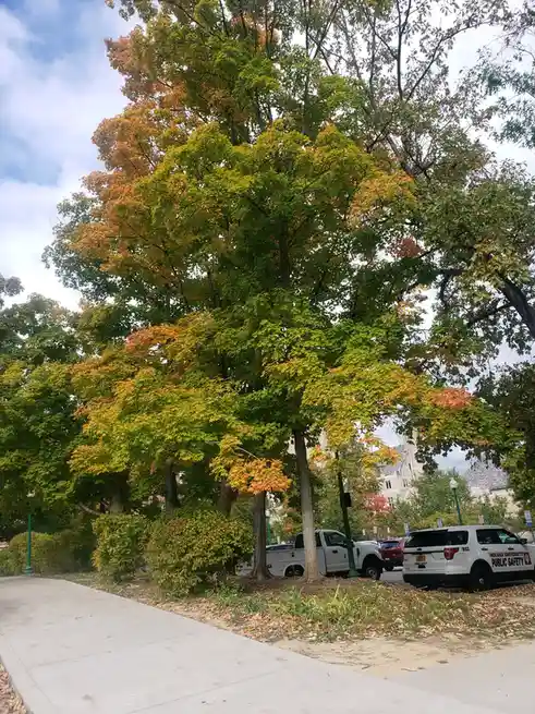 A photo of a large tree with green and orange autumn leaves, standing beside a sidewalk. Parked nearby is a white Indiana…