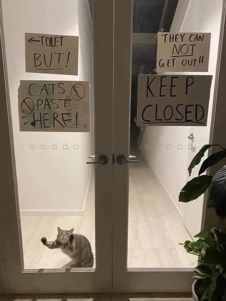 A tabby cat sits on the floor behind glass double doors, one paw raised as if waving or begging. Four handwritten signs are…