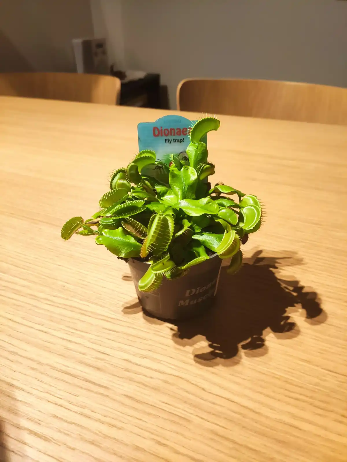A small Venus flytrap plant in a black pot sits on a wooden table, its label reading 'Dionae Fly trap!' The plant's green…