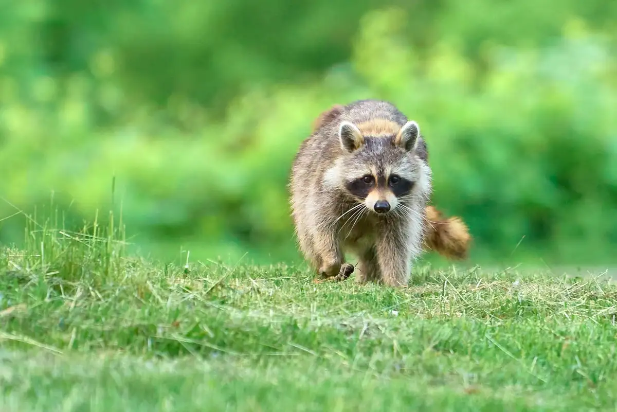 Just a raccoon being adorable!