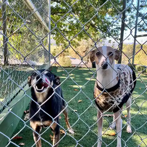 Two dogs are visible behind a chain-link fence in an outdoor enclosure with artificial grass and scattered autumn leaves…