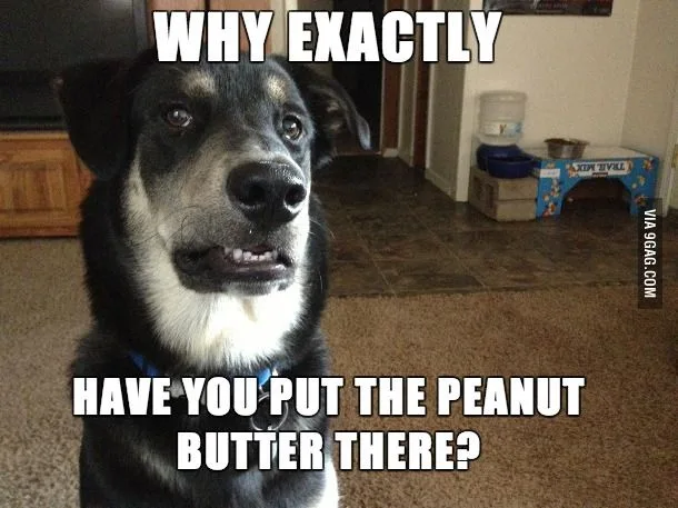 A close-up photo of a black and white dog with a slightly confused or questioning expression, looking directly at the…