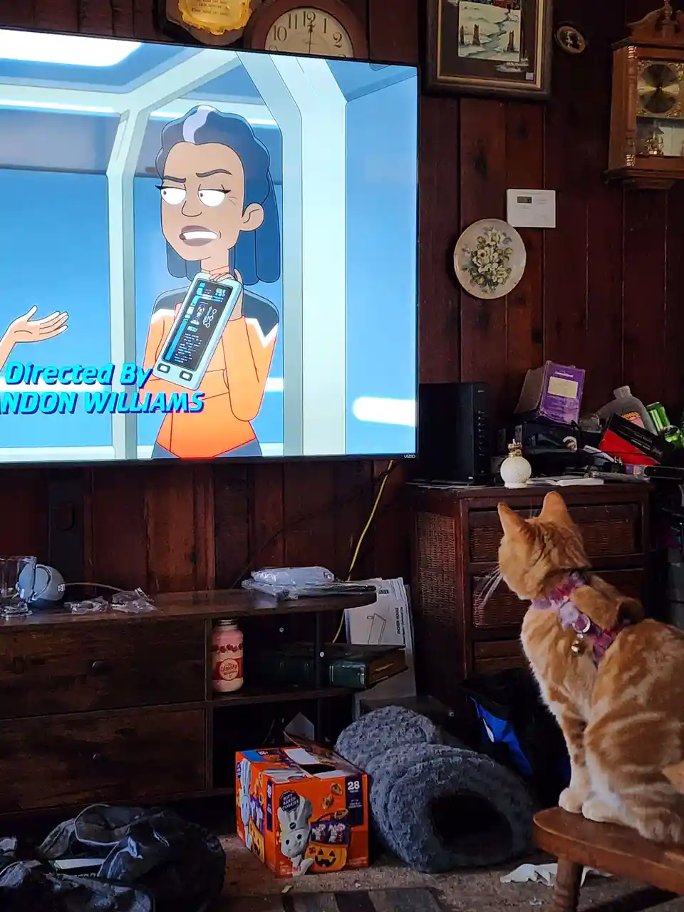 An orange tabby cat sits on a wooden stool in a cluttered room, intently watching a TV screen displaying an animated…