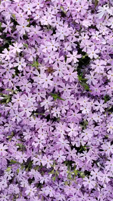 A Beautiful Flower Bed in Full Bloom