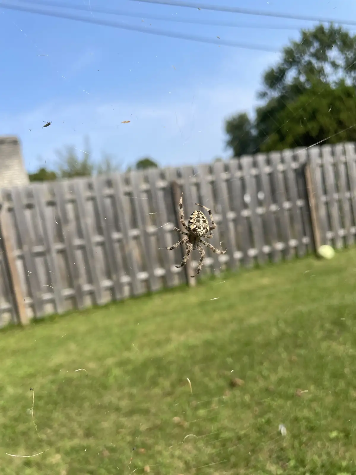 A large, patterned spider sits in the center of its web, viewed through a glass pane with faint reflections. The background…