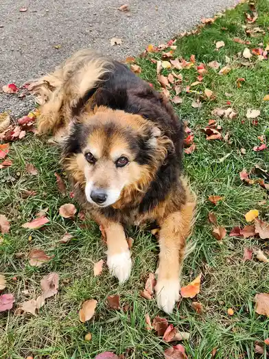 A fluffy brown and black dog with a white muzzle lies on green grass scattered with autumn leaves, looking directly at the…