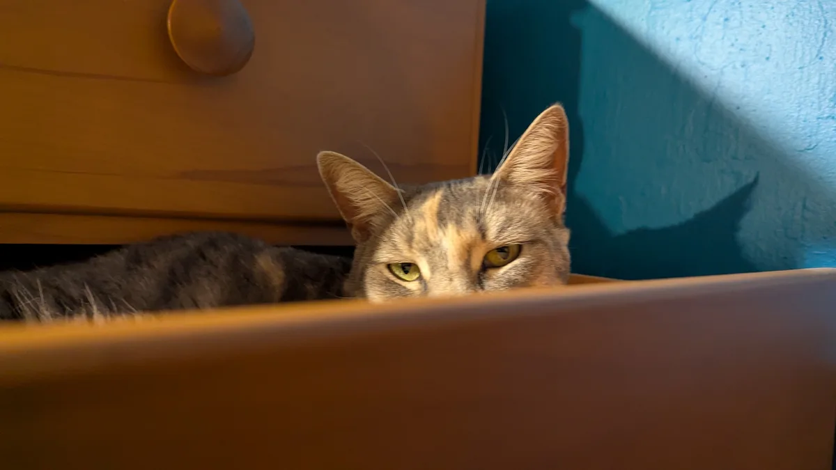 A tabby cat with green eyes peeks out from inside an open wooden drawer, looking directly at the camera with a calm…