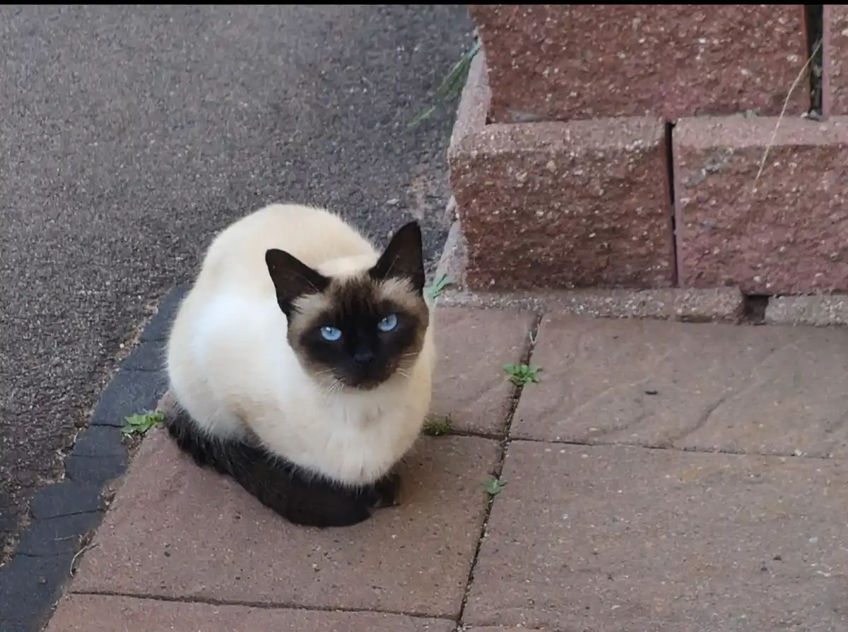 Meet Sammy, the Charming Siamese Cat