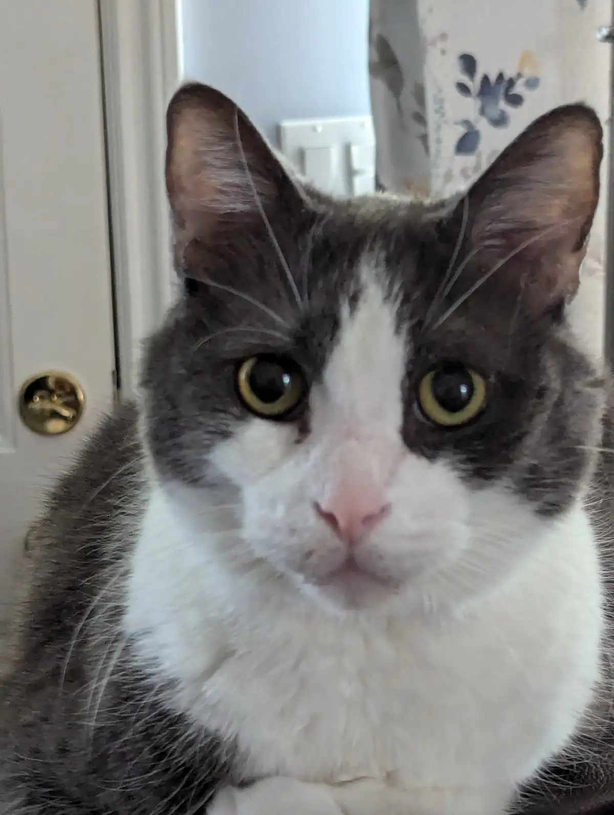 A close-up photo shows a gray and white cat with large, round yellow eyes staring directly at the camera, positioned in…