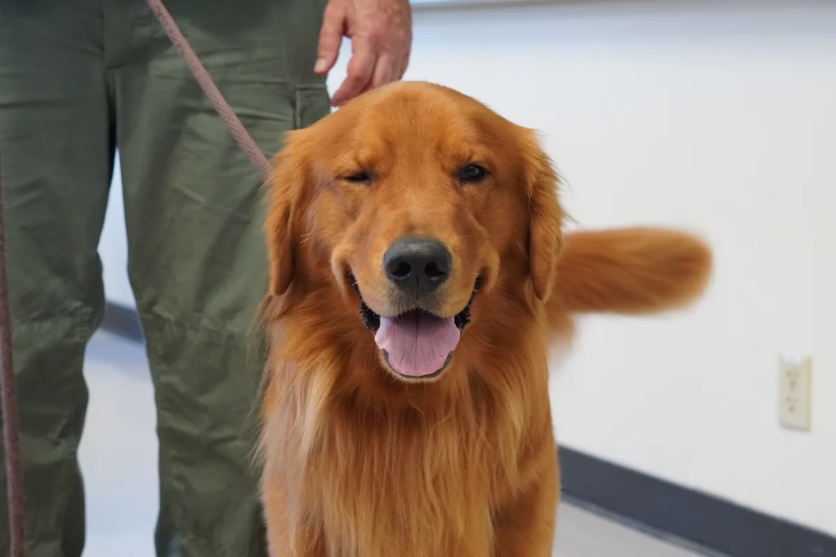 A golden retriever with one eye closed and tongue out, looking content while on a leash held by a person in green pants. The…