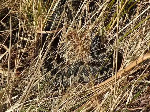 Relaxing in the Sun: The Basking Adder