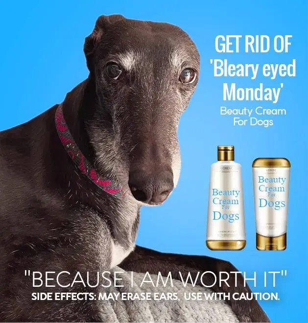 A greyhound with a tired, droopy-eyed expression is shown against a bright blue background, wearing a patterned collar. Next…