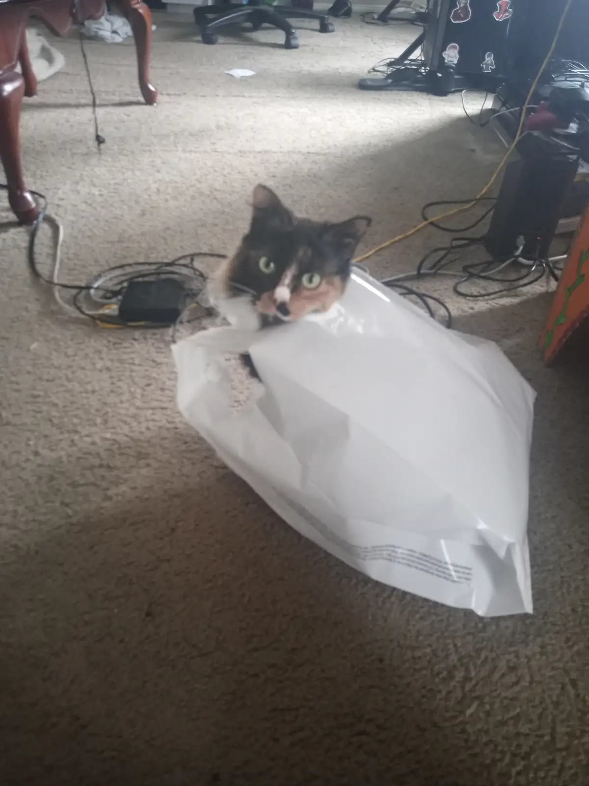 A calico cat with green eyes peeks out from inside a large white plastic bag filled with cat litter, sitting on a carpeted…