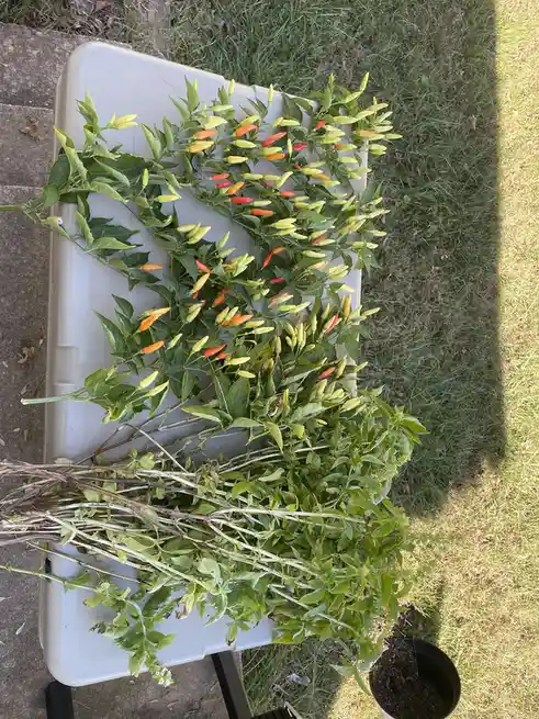 An overhead photo shows a white plastic tray outdoors on grass and pavement, holding harvested plants. One section has green…