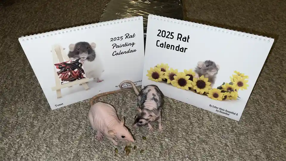Get Ready for 2025 with Adorable Pet Rat Calendars!