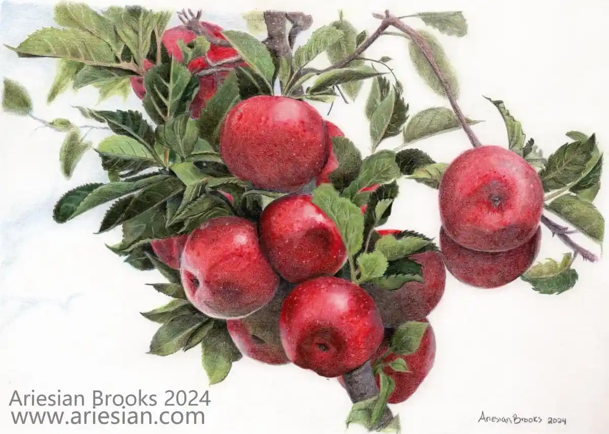 A detailed colored pencil drawing of a cluster of shiny red apples on branches with green leaves against a white background…