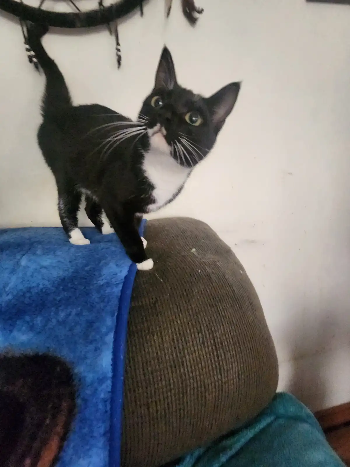 A black and white cat with wide, startled eyes stands on a blue blanket draped over a brown corduroy couch, looking upward…