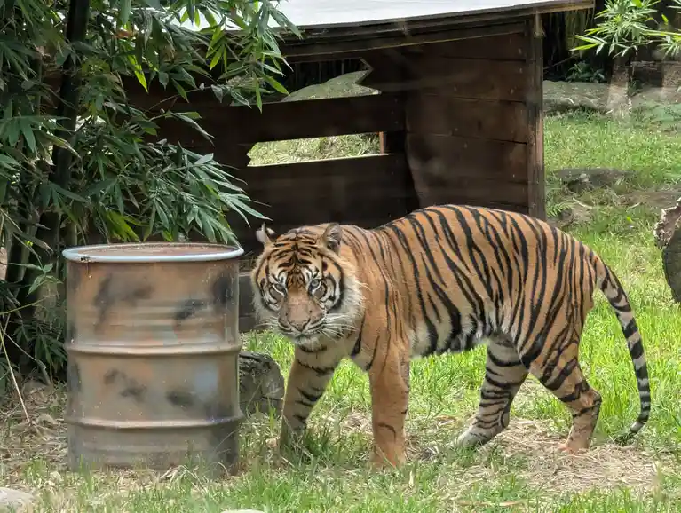A large tiger with orange fur and black stripes walks through green grass in an enclosure, looking directly at the camera…
