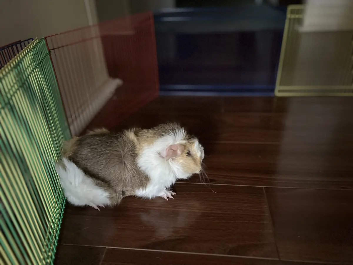 A brown and white guinea pig is sitting on a dark wooden floor next to a green wire pet playpen, looking directly at the…