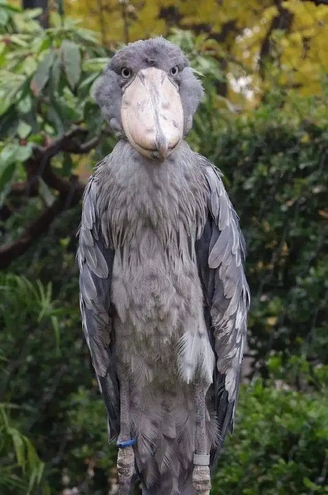 A close-up photograph of a grey shoebill stork standing upright, its massive, pale, shoe-shaped beak dominating its face…
