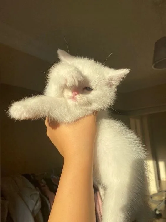 Feeling Sleepy and Ready for a Nap
