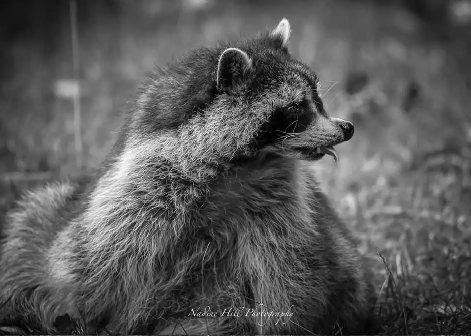 A black and white photograph of a raccoon sitting in grass, looking sideways with its tongue slightly out. The image has a…