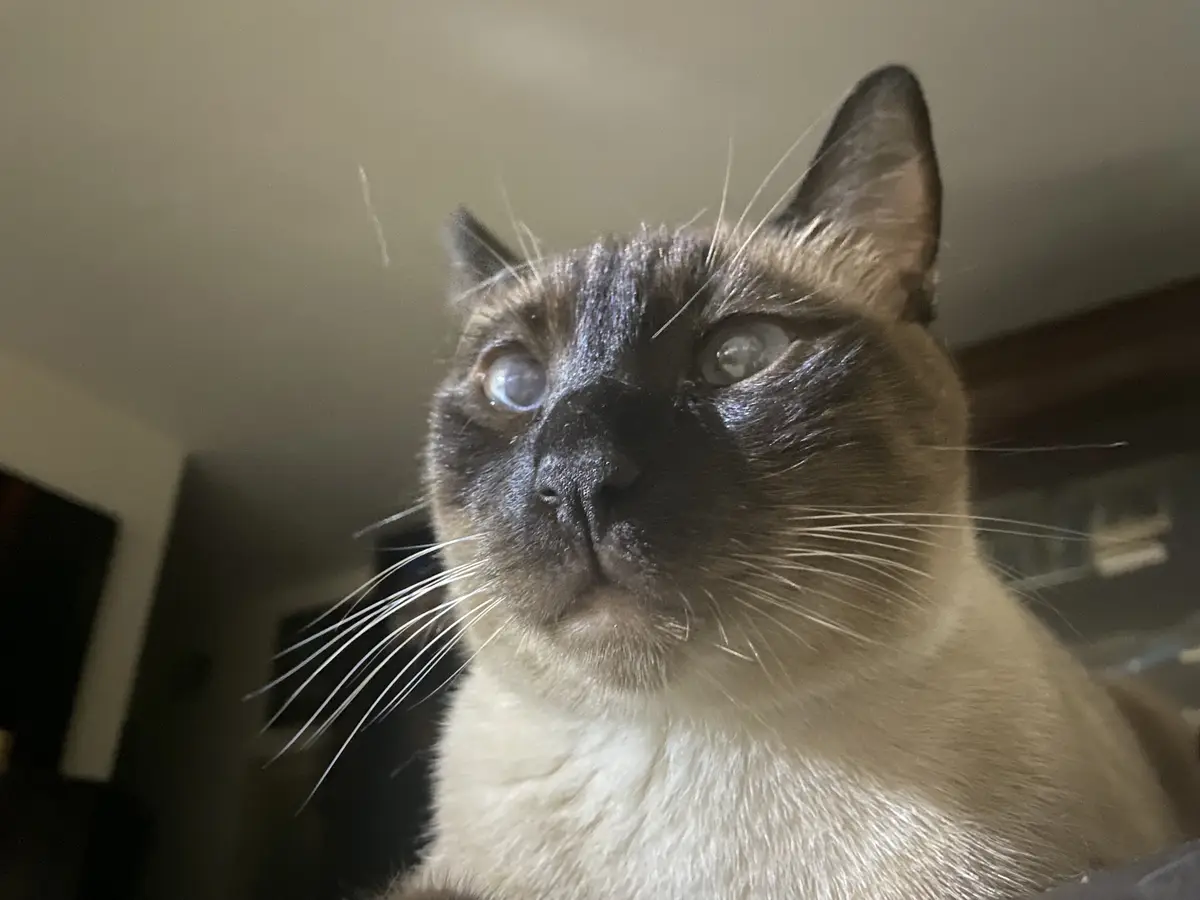 A close-up photo of a Siamese cat looking upward with wide, slightly dilated eyes and a neutral expression. The cat has dark…