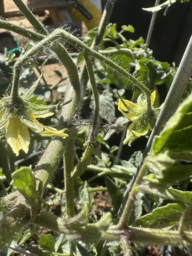 A close-up photo of a tomato plant with fuzzy green stems and yellow flowers, showing the natural texture and details of the…