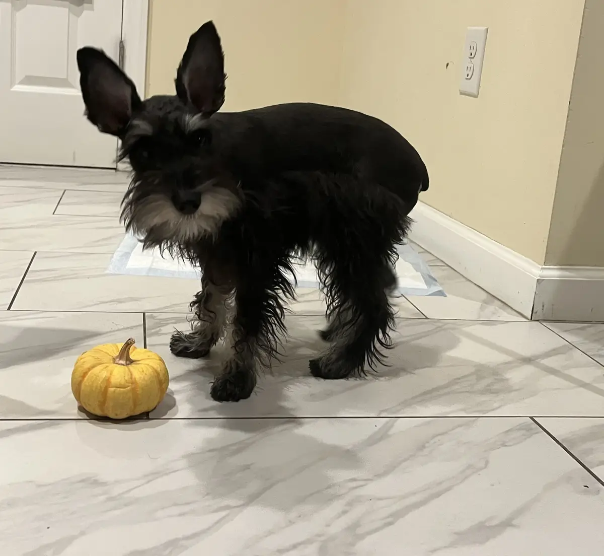 A black and silver schnauzer stands on a white marble-tiled floor next to a small yellow pumpkin, looking directly at the…