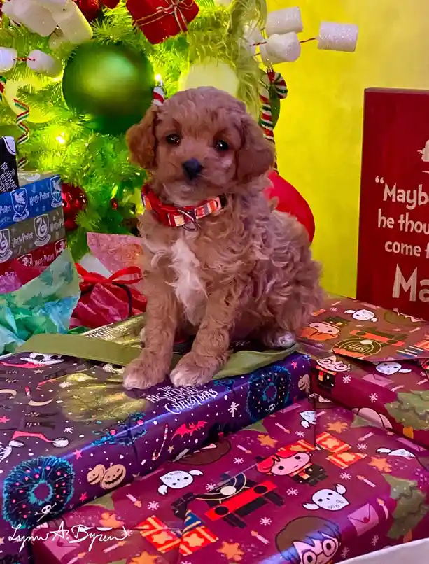 A small, fluffy brown puppy with big eyes sits atop a pile of colorful Christmas presents, surrounded by a decorated tree…