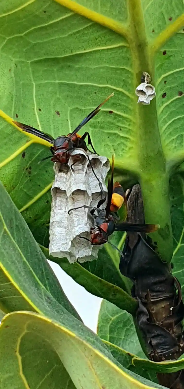 Two wasps are shown on a small, papery nest attached to a large green leaf with yellow veins. One wasp is on top of the…