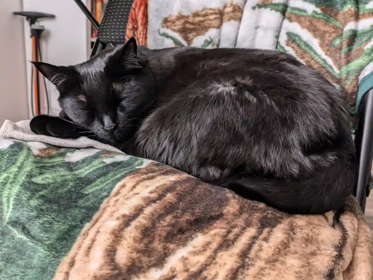 A black cat is curled up and sleeping soundly on a patterned blanket with green and brown leaf-like designs. The cat's eyes…