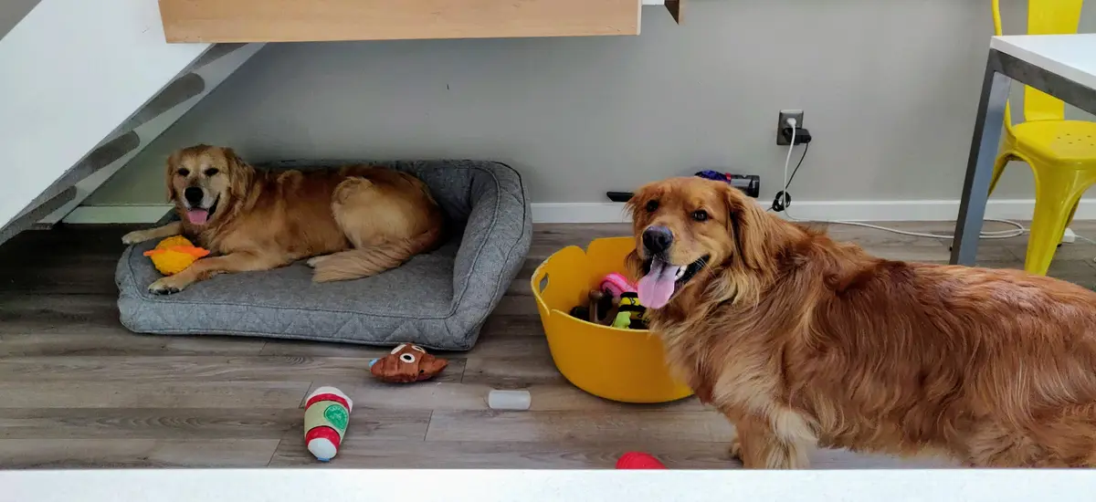 Two golden retrievers are in a home setting; one lounges on a grey dog bed under a staircase while the other stands near a…