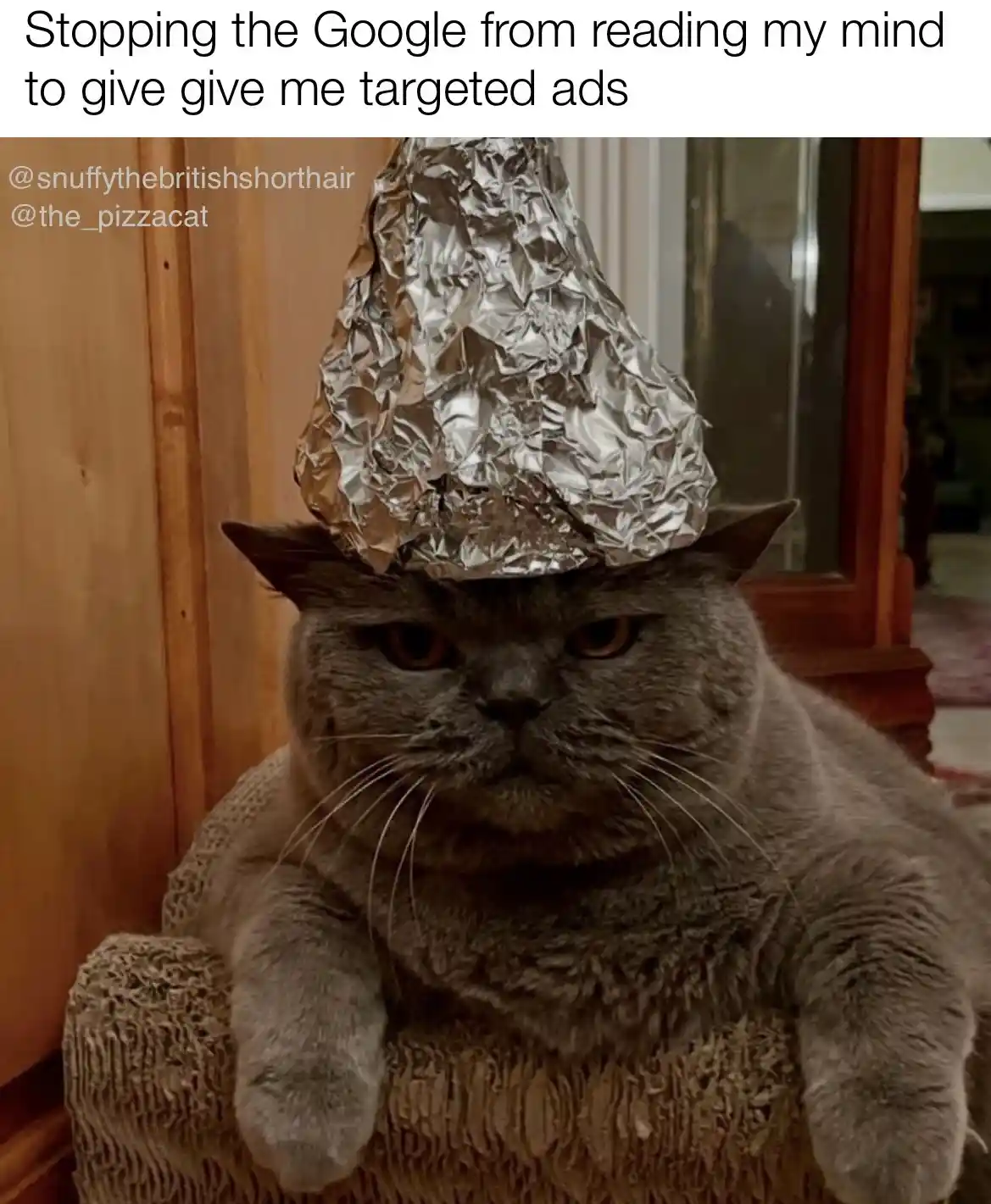 A gray British Shorthair cat sits on a cardboard scratcher with a crumpled aluminum foil hat on its head, looking grumpy…