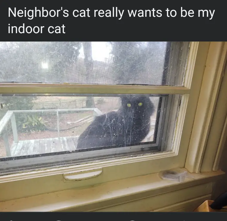 A black cat with glowing green eyes peers intently through a dusty, spiderweb-covered window screen from outside, looking…