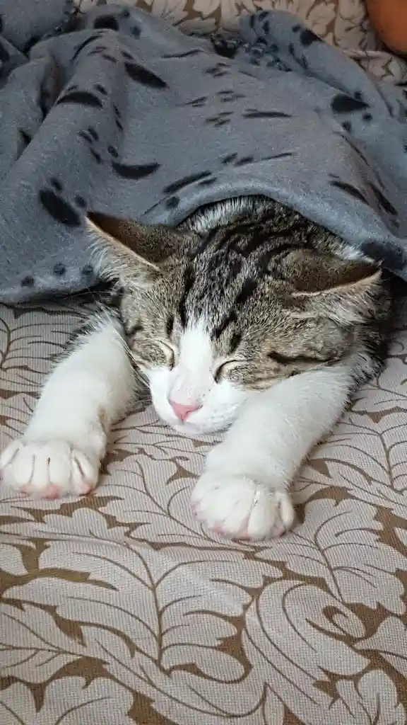 A tabby cat with white paws is sleeping peacefully under a grey blanket with black paw print patterns, its eyes closed and…