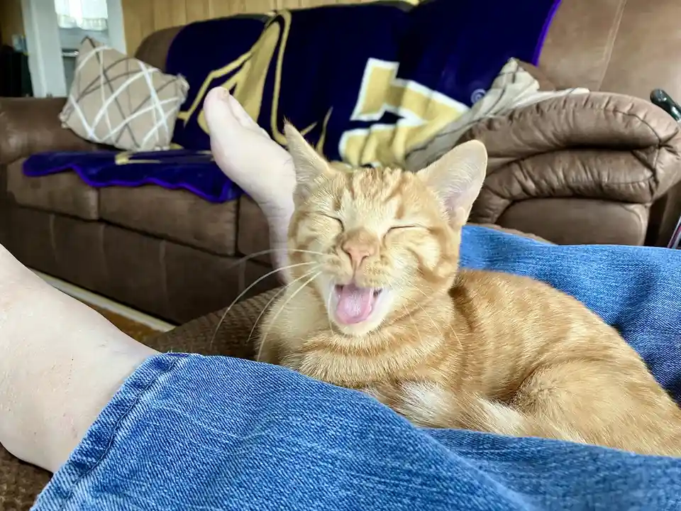 An orange tabby cat is yawning widely with its eyes closed while resting on a person's lap, who is wearing blue jeans and…
