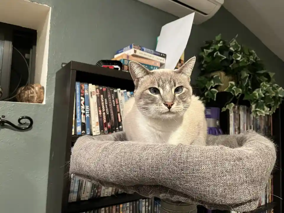 Daily Cat Chronicles: Meet Ivy on Day 355