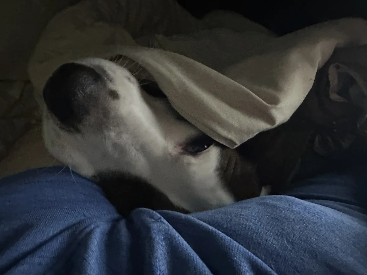 A close-up photo of a dog with a white and brown face, partially covered by a light-colored blanket over its eyes, lying on…