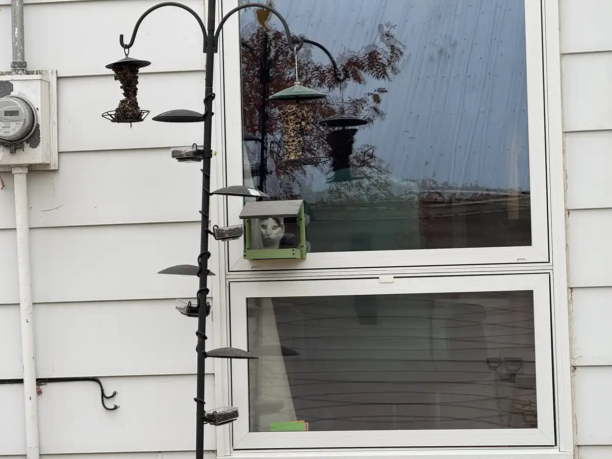 Unexpected Visitors: The Nuthatch Surprise