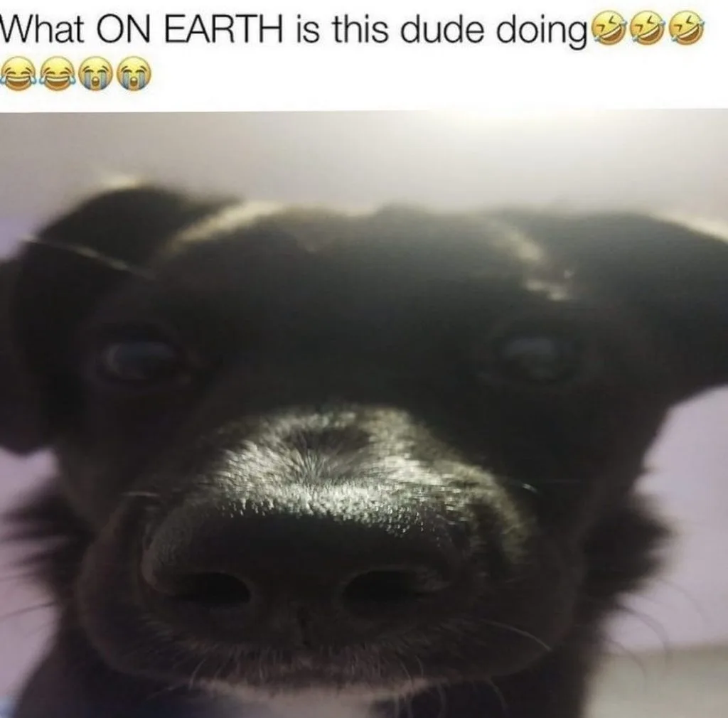 A close-up, slightly blurry photo of a black dog's face, with its nose and eyes filling most of the frame. The dog appears…